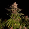 Purple Lemonade FF (FastBuds) Feminisoidut