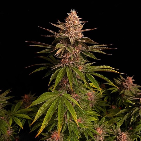 Purple Lemonade FF (FastBuds) Feminisoidut