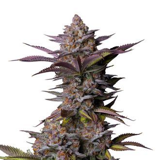 Tropicana Cookies FF (FastBuds) Feminisoidut
