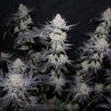 Tropicana Cookies FF (FastBuds) Feminisoidut