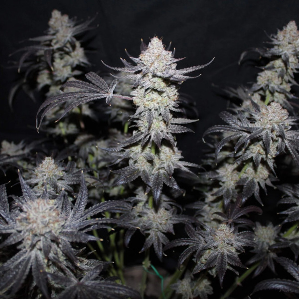 Tropicana Cookies FF (FastBuds) Feminisoidut
