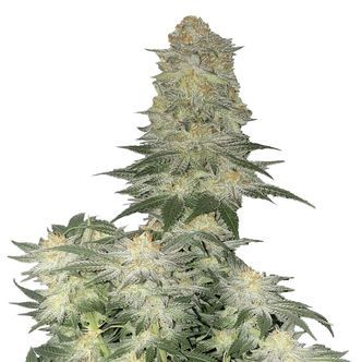 Wedding Cheesecake FF (FastBuds) feminisoidut