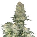 Wedding Cheesecake FF (FastBuds) Feminisoidut