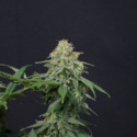 Wedding Cheesecake FF (FastBuds) Feminisoidut
