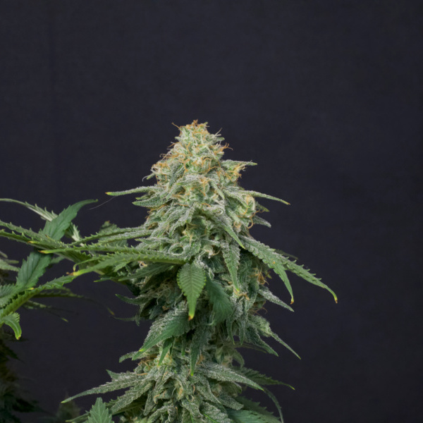 Wedding Cheesecake FF (FastBuds) Feminisoidut