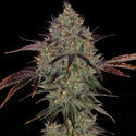 Jealousy (Zamnesia Seeds) Feminisoidut