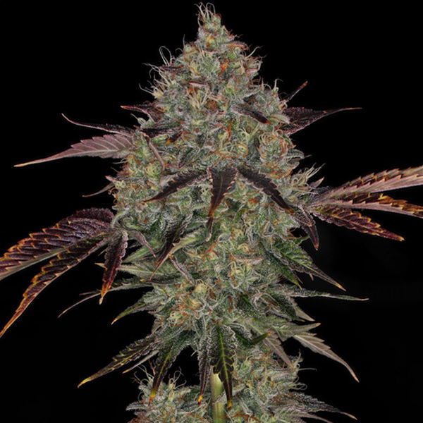 Jealousy (Zamnesia Seeds) Feminisoidut