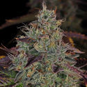 Jealousy (Zamnesia Seeds) Feminisoidut