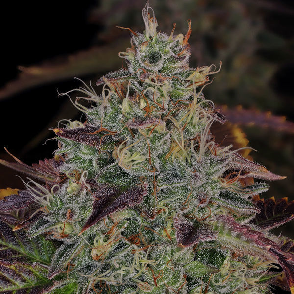 Jealousy (Zamnesia Seeds) Feminisoidut