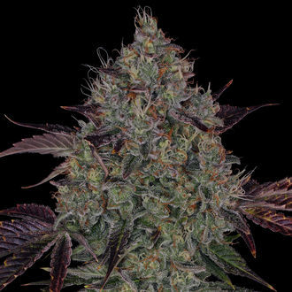 Jealousy (Zamnesia Seeds) Feminisoidut