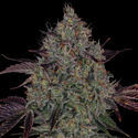 Jealousy (Zamnesia Seeds) Feminisoidut