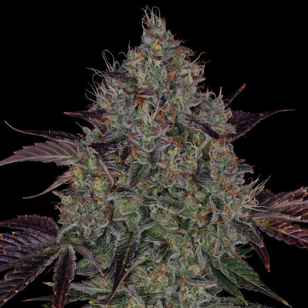 Jealousy (Zamnesia Seeds) Feminisoidut