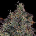 Jealousy (Zamnesia Seeds) Feminisoidut