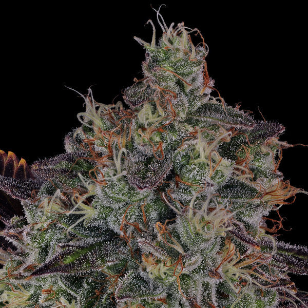 Jealousy (Zamnesia Seeds) Feminisoidut