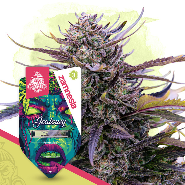 Jealousy (Zamnesia Seeds) Feminisoidut