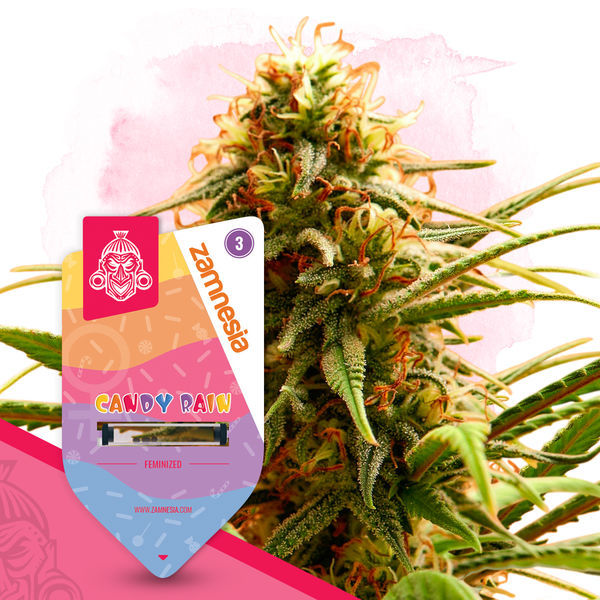 Candy Rain (Zamnesia Seeds) Feminisoidut