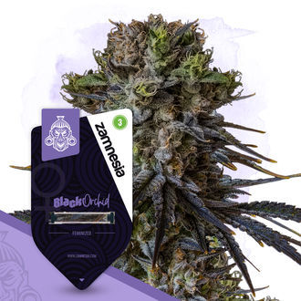 Black Orchid (Zamnesia Seeds) Feminisoidut