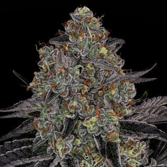 Black Orchid (Zamnesia Seeds) Feminisoidut