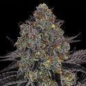 Black Orchid (Zamnesia Seeds) Feminisoidut