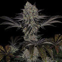 Black Orchid (Zamnesia Seeds) Feminisoidut