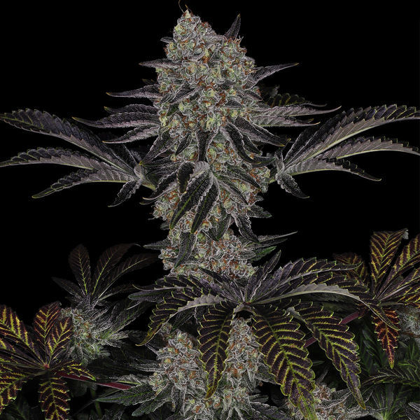 Black Orchid (Zamnesia Seeds) Feminisoidut