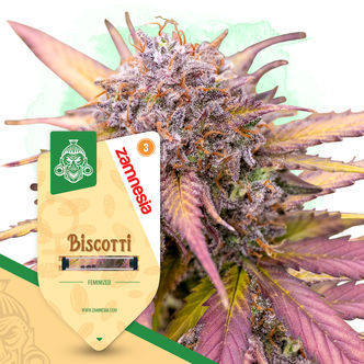 Biscotti (Zamnesia Seeds) feminisoidut