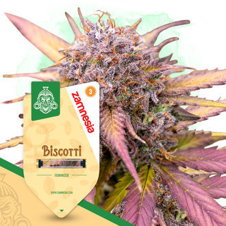 Biscotti (Zamnesia Seeds) Feminisoidut