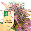 Biscotti (Zamnesia Seeds) Feminisoidut