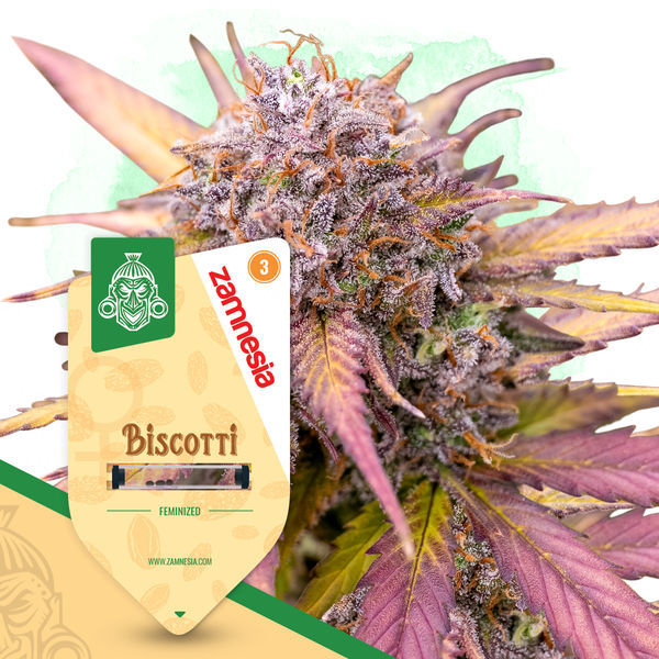 Biscotti (Zamnesia Seeds) Feminisoidut