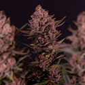 Biscotti (Zamnesia Seeds) Feminisoidut