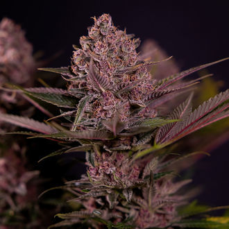 Biscotti (Zamnesia Seeds) Feminisoidut