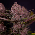 Biscotti (Zamnesia Seeds) Feminisoidut