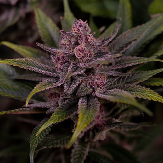 Biscotti (Zamnesia Seeds) Feminisoidut