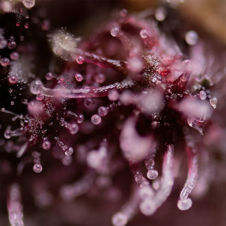 Biscotti (Zamnesia Seeds) Feminisoidut