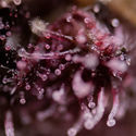 Biscotti (Zamnesia Seeds) Feminisoidut