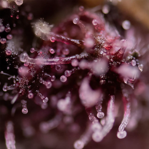 Biscotti (Zamnesia Seeds) Feminisoidut