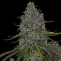 Strawberry Cough (Zamnesia Seeds) Feminisoidut