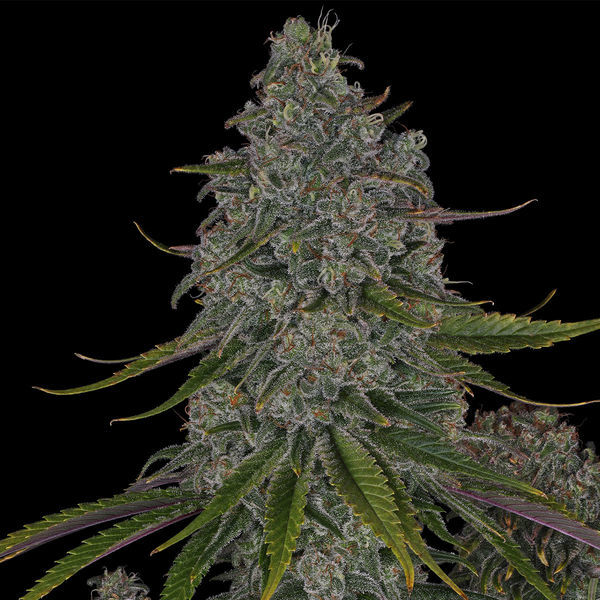 Strawberry Cough (Zamnesia Seeds) Feminisoidut