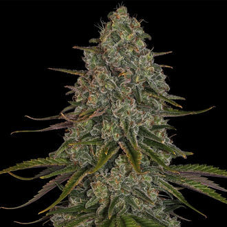 Strawberry Cough (Zamnesia Seeds) Feminisoidut