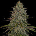 Strawberry Cough (Zamnesia Seeds) Feminisoidut