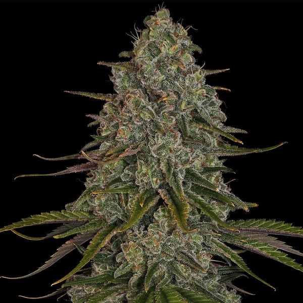 Strawberry Cough (Zamnesia Seeds) Feminisoidut
