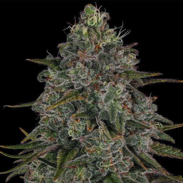 Strawberry Cough (Zamnesia Seeds) Feminisoidut
