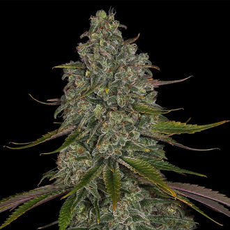 Strawberry Cough (Zamnesia Seeds) Feminisoidut