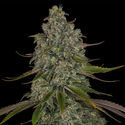Strawberry Cough (Zamnesia Seeds) Feminisoidut