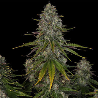 Strawberry Cough (Zamnesia Seeds) Feminisoidut