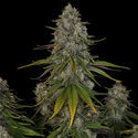 Strawberry Cough (Zamnesia Seeds) Feminisoidut