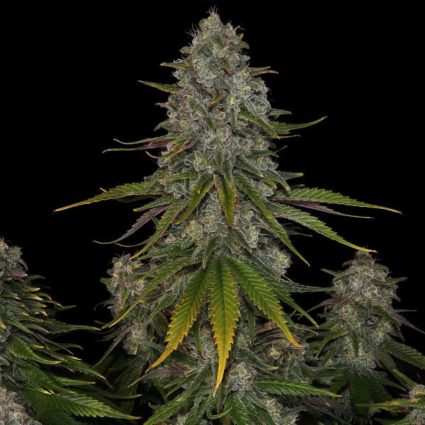 Strawberry Cough (Zamnesia Seeds) Feminisoidut