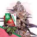 Strawberry Cough (Zamnesia Seeds) Feminisoidut