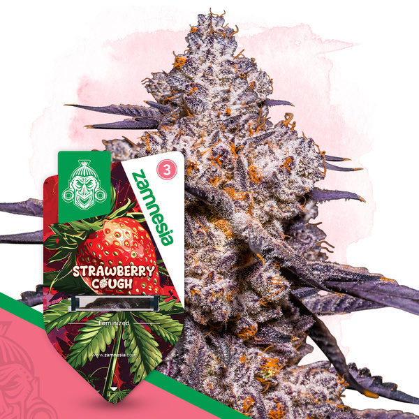 Strawberry Cough (Zamnesia Seeds) Feminisoidut