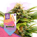 Candy Rain Autoflower (Zamnesia Seeds) Feminisoidut